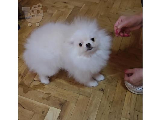 Καθαρόαιμα κουτάβια Boo Pomeranian